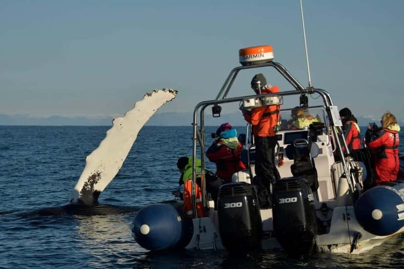 Reykjavik: Whale and Puffin Watching RIB Boat Tour - Who can take this tour