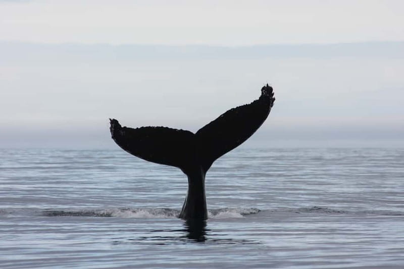 Reykjavik: Whale and Puffin Watching RIB Boat Tour - What you receive for $191