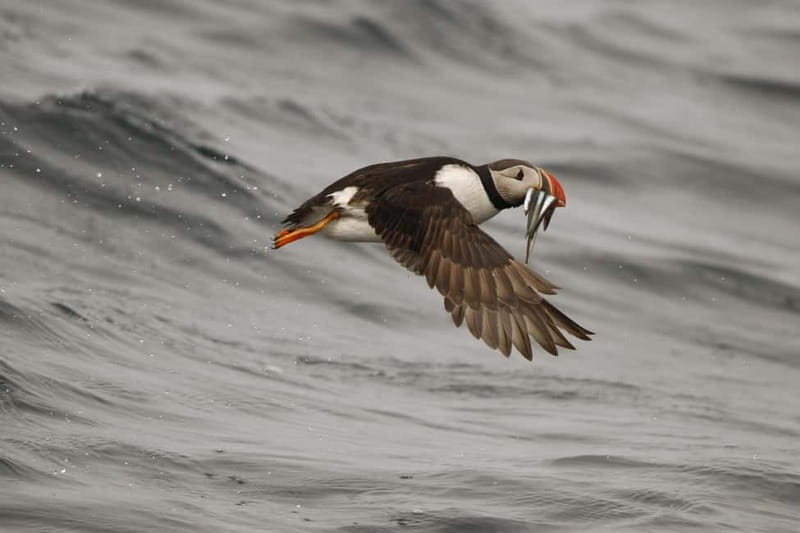 Reykjavik: Whale and Puffin Watching RIB Boat Tour - Timing your departure