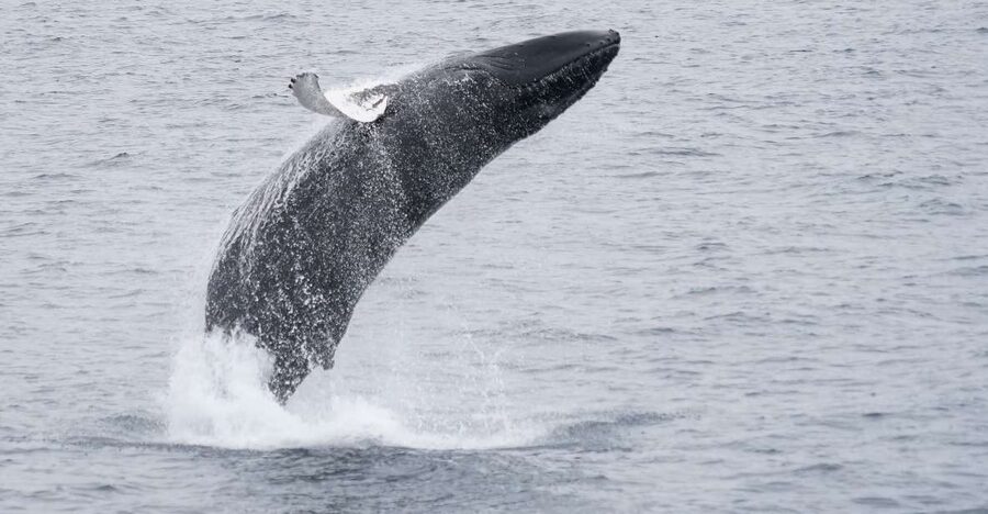 Reykjavik: Whale & Marine Adventure Tour - Booking, cancellation, and timing tips