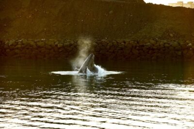Whale & Marine Adventure Tour