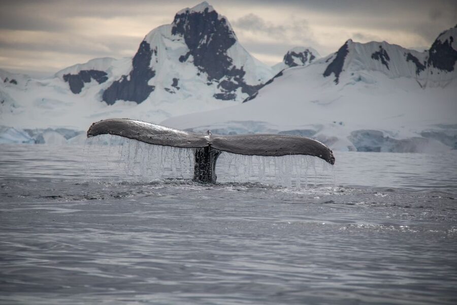 Reykjavik: Whale & Marine Adventure Tour - Is $104 a fair price?