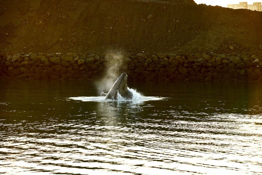Reykjavik: Whale & Marine Adventure Tour - Learning the waters of Faxaflói Bay