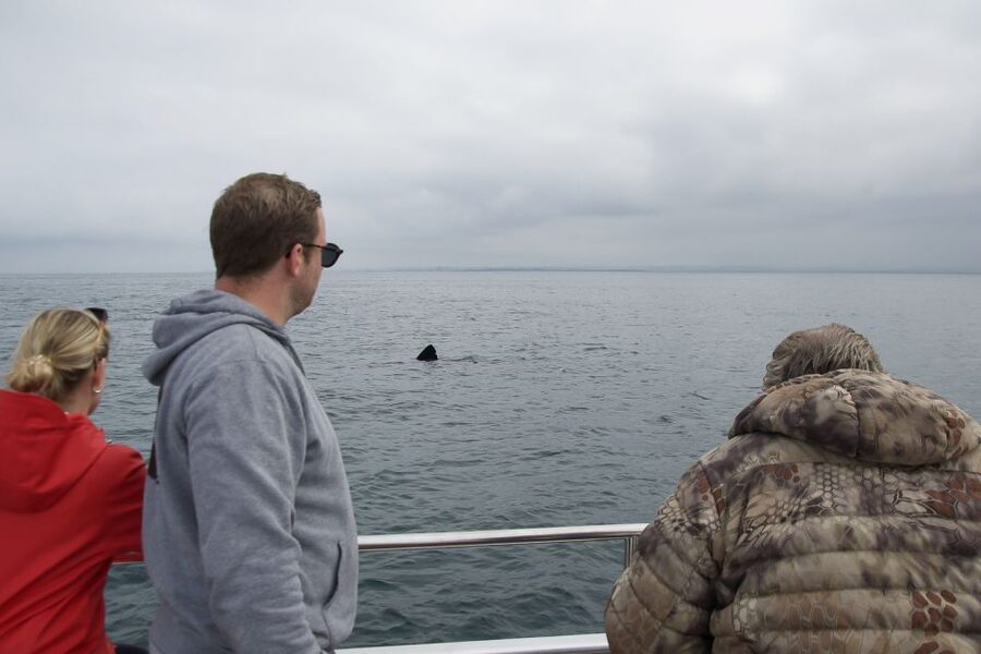 Reykjavik: Whale Watching and Dolphin Watching Yacht Cruise - Booking details worth knowing