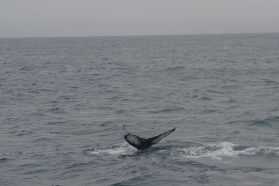 Reykjavik: Whale Watching and Dolphin Watching Yacht Cruise - What you may see in the bay