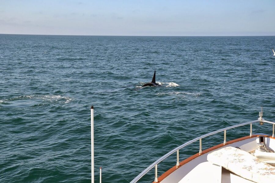 Reykjavik: Whale Watching and Dolphin Watching Yacht Cruise - Guides who make the searching easier