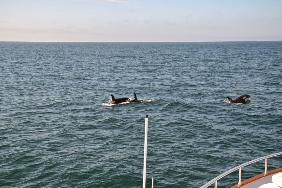 Reykjavik: Whale Watching and Dolphin Watching Yacht Cruise - A realistic three-hour timetable