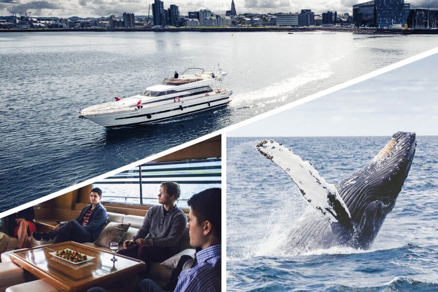 Reykjavik: Whale Watching and Dolphin Watching Yacht Cruise - Is $106 a fair price?
