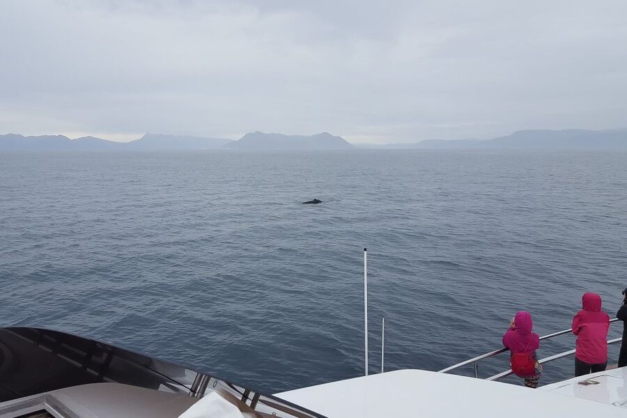 Reykjavik: Whale Watching and Dolphin Watching Yacht Cruise - When the weather changes the experience