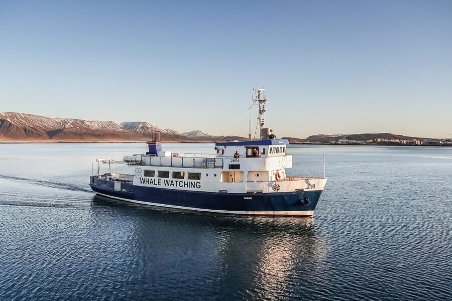 Reykjavík: Whale Watching and Marine Life Cruise - Key points to know before you sail