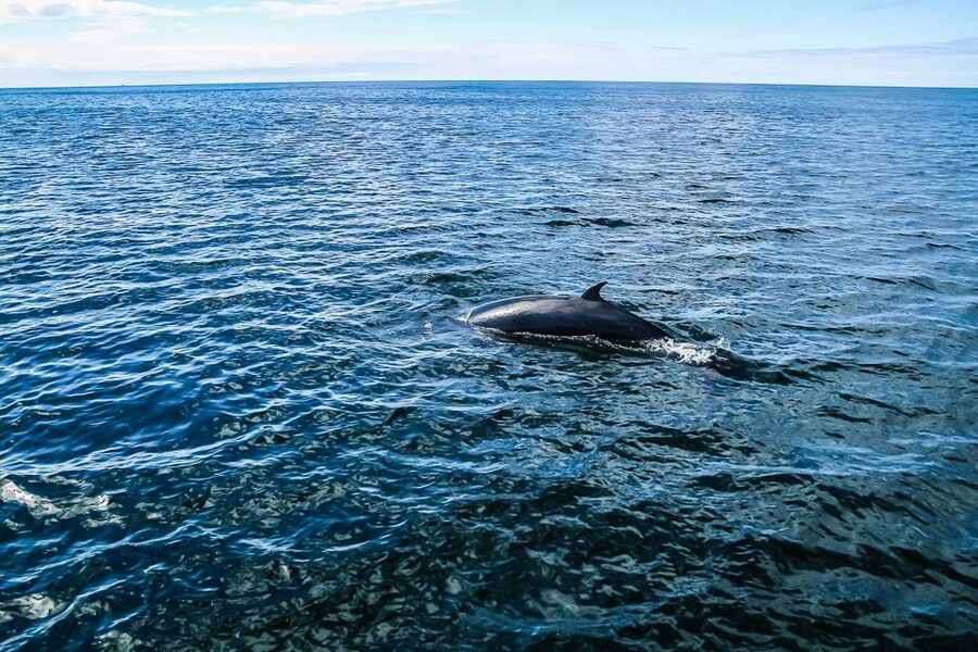 Reykjavík: Whale Watching and Marine Life Cruise - Who should book this cruise?