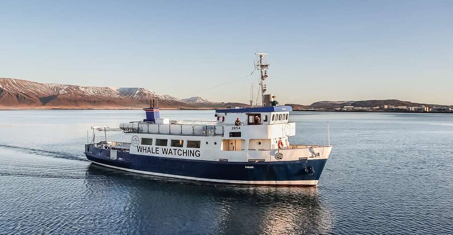 Reykjavík: Whale Watching and Marine Life Cruise - Searching for whales in open water