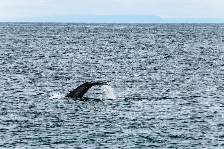 Reykjavík: Whale Watching and Marine Life Cruise - Timing, season, and the odds of success