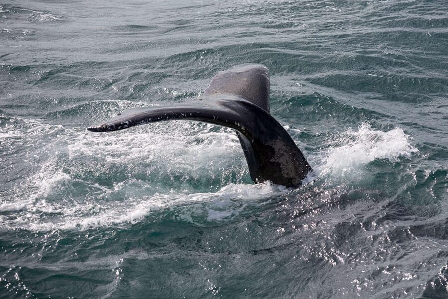 Reykjavik: Whale Watching and Puffin Excursion - Two kinds of wildlife from Reykjavik’s Old Harbour