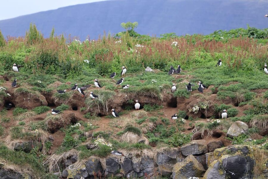 Reykjavik: Whale Watching and Puffin Excursion - The whale trip: patience, open water, and big rewards