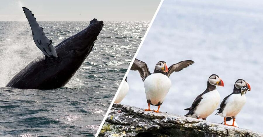 Reykjavik: Whale Watching and Puffin Excursion - How the schedule works in real life