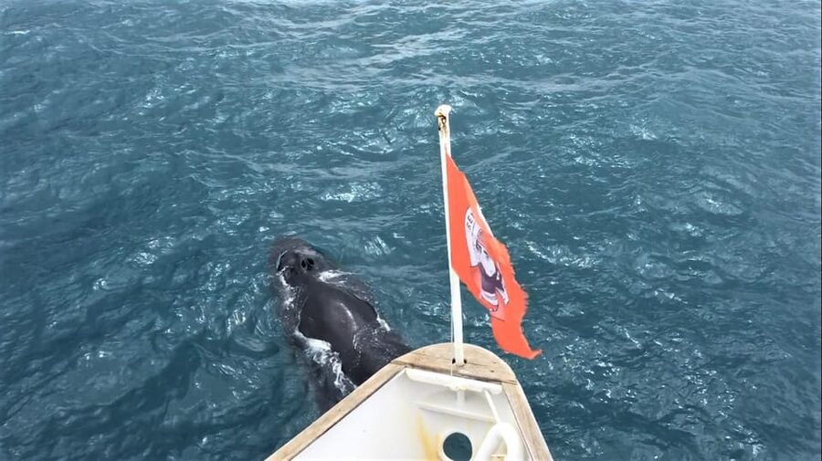 Reykjavik: Whale Watching and Puffin Excursion - Preparing for Icelandic water