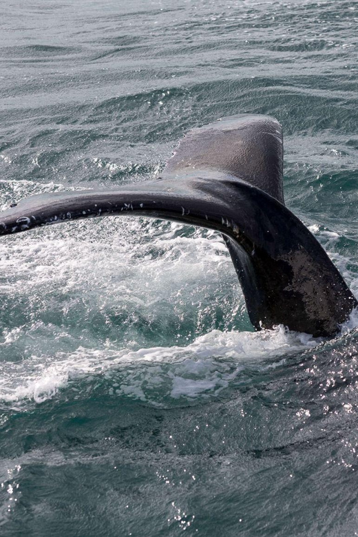 Reykjavik: Whale Watching and Puffin Excursion - Should you book the whale and puffin combo?