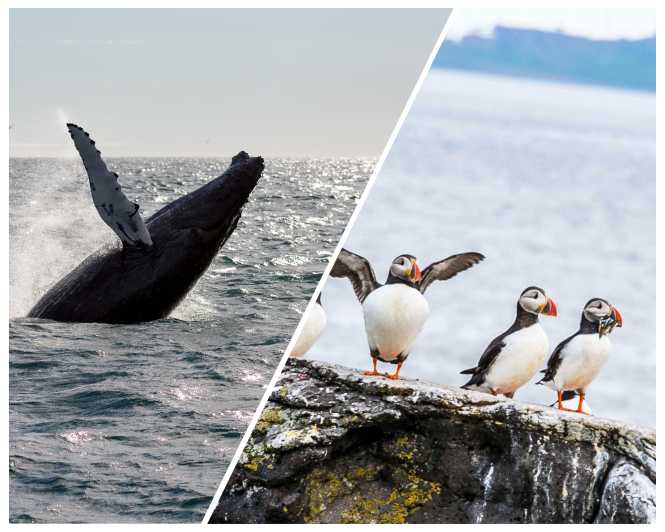 Reykjavik: Whale Watching and Puffin Excursion - The puffin boat gets you closer to the islands