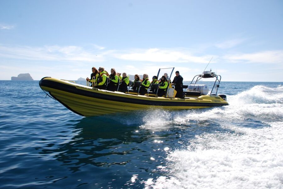 Reykjavik: Whale Watching by RIB Speedboat - Should you book it?