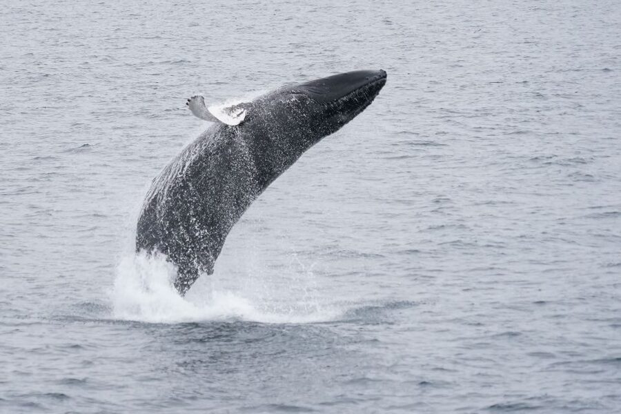 Reykjavik: Whale Watching by RIB Speedboat - Two hours, with the timing used well