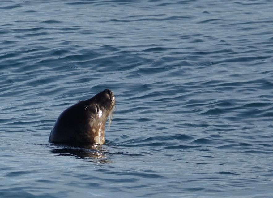 Reykjavik: Whale Watching by RIB Speedboat - The small boat advantage