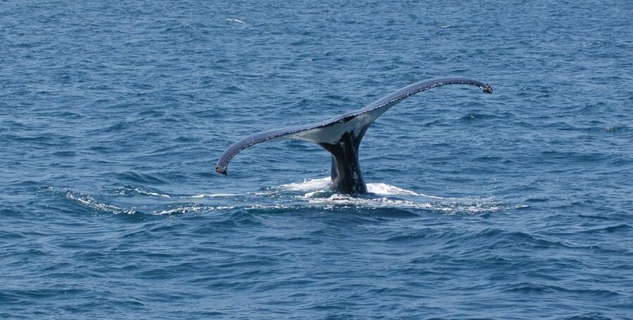 Reykjavik: Whale Watching by RIB Speedboat - Is $200 a fair price?