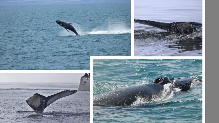Reykjavík: Whale Watching Cruise and FlyOver Combo Ticket - Two very different ways to see Iceland