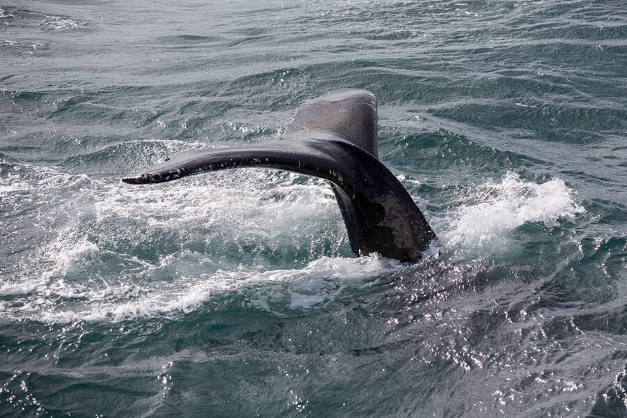 Reykjavík: Whale Watching Cruise and FlyOver Combo Ticket - Why the shared boat arrangement matters
