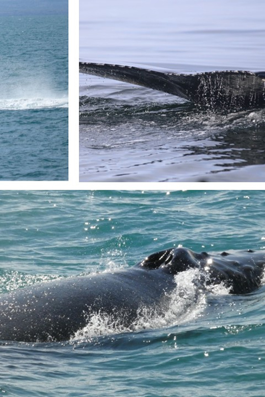 Reykjavík: Whale Watching Cruise and FlyOver Combo Ticket - The free second chance if no whales appear