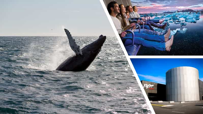 Reykjavík: Whale Watching Cruise and FlyOver Combo Ticket - What the whale cruise is really like