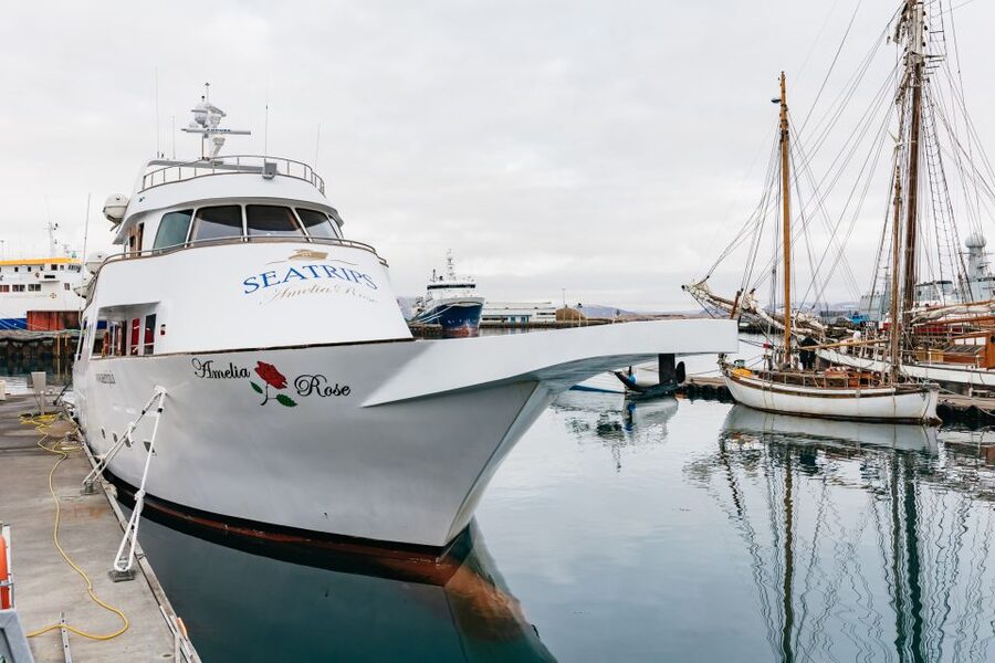 Reykjavík: Whale Watching Cruise on the Amelia Rose Yacht - Key points to know before sailing