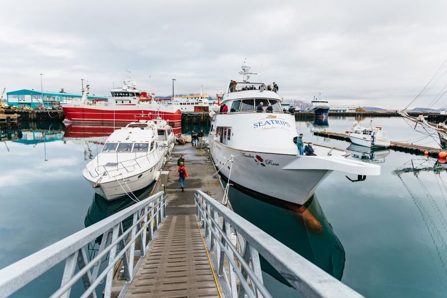Reykjavík: Whale Watching Cruise on the Amelia Rose Yacht - Booking details worth remembering