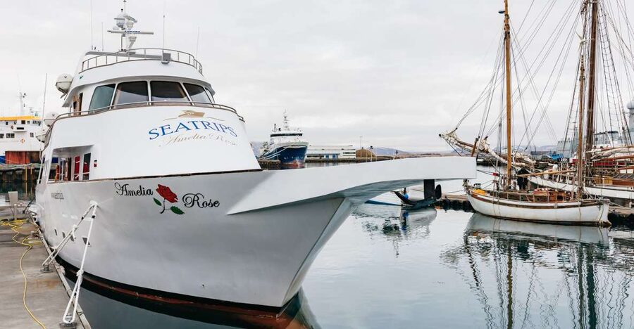 Reykjavík: Whale Watching Cruise on the Amelia Rose Yacht - What you might see in Faxaflói Bay