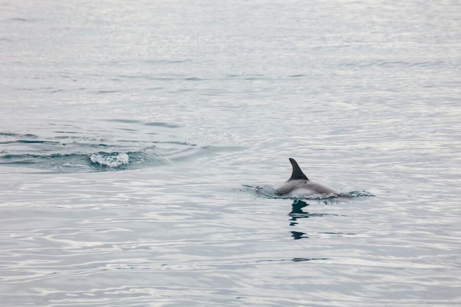 Reykjavík: Whale Watching Cruise on the Amelia Rose Yacht - How the three-hour search actually feels
