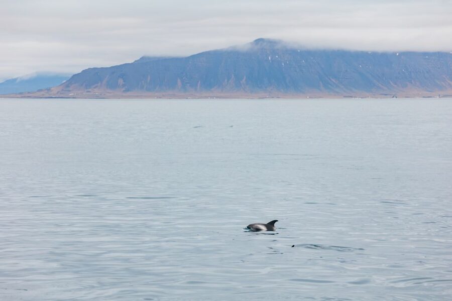 Reykjavík: Whale Watching Cruise on the Amelia Rose Yacht - Three decks for spotting whales and dolphins