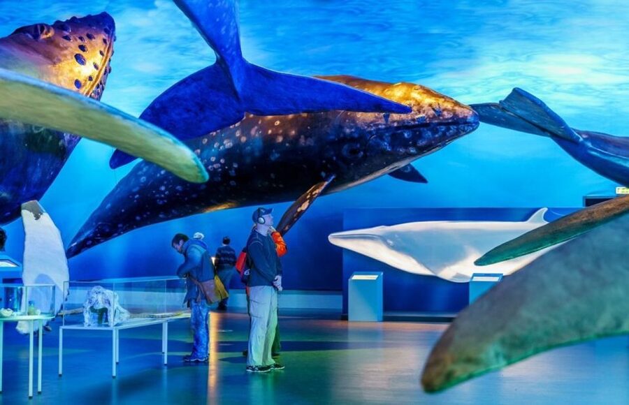 Reykjavik: Whale Watching Excursion & Whale Exhibition - Setting Out From Geirsgata 11