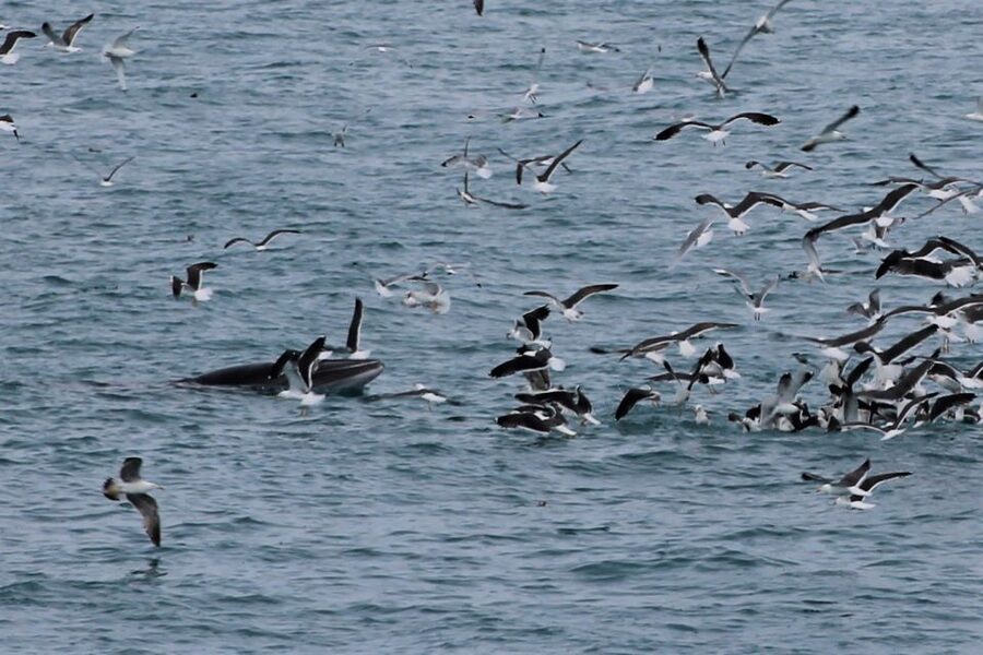 Reykjavik: Whale Watching Excursion & Whale Exhibition - My Take: Book It If You Want More Than a Boat Ride
