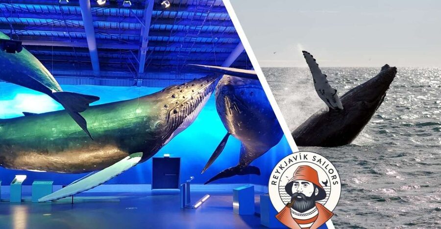 Reykjavik: Whale Watching Excursion & Whale Exhibition - Three Hours in Faxaflói Bay