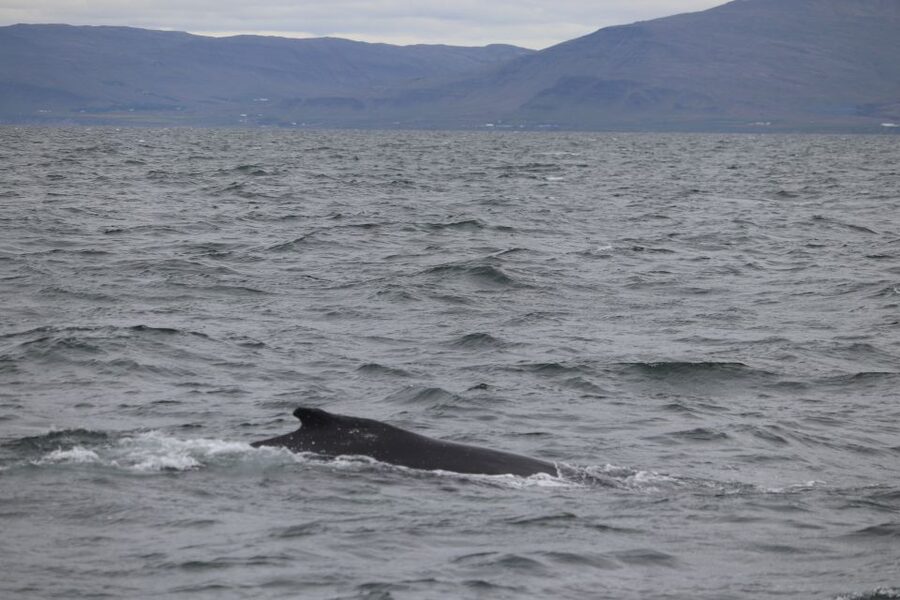 Reykjavik: Whale Watching Excursion & Whale Exhibition - What Happens If the Whales Stay Away