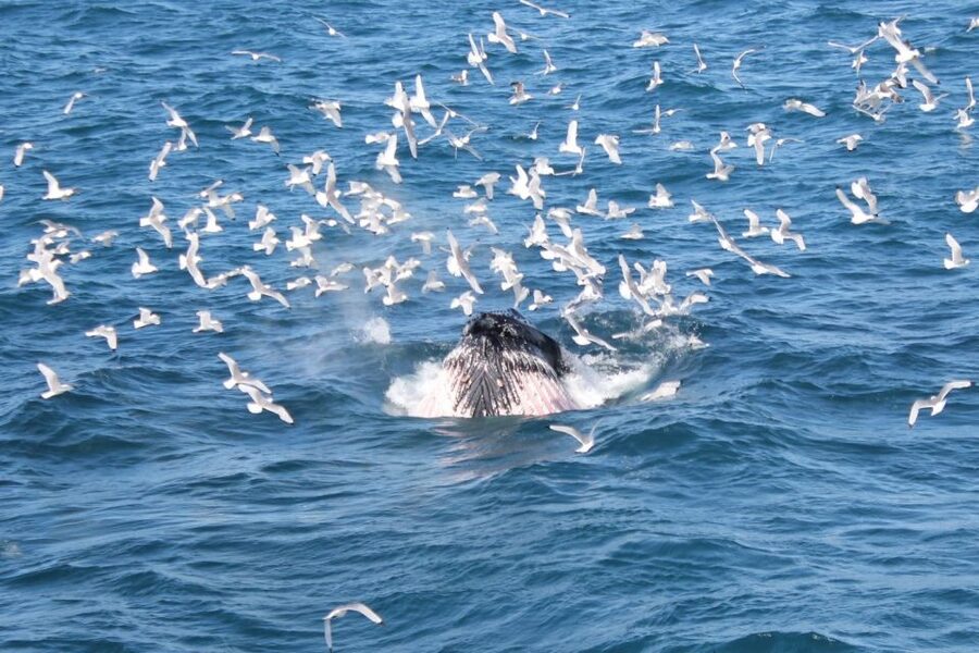 Reykjavik: Whale Watching Excursion & Whale Exhibition - Meeting the Blue Whale at Whales of Iceland