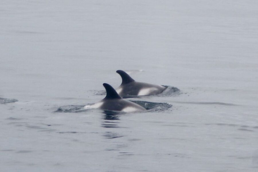 Reykjavik: Whale Watching Excursion & Whale Exhibition - Plan the Museum Around Your Day