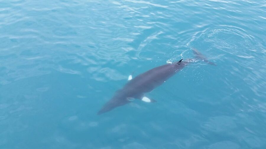 Reykjavik: Whale Watching Excursion & Whale Exhibition - What the $160 Price Really Covers