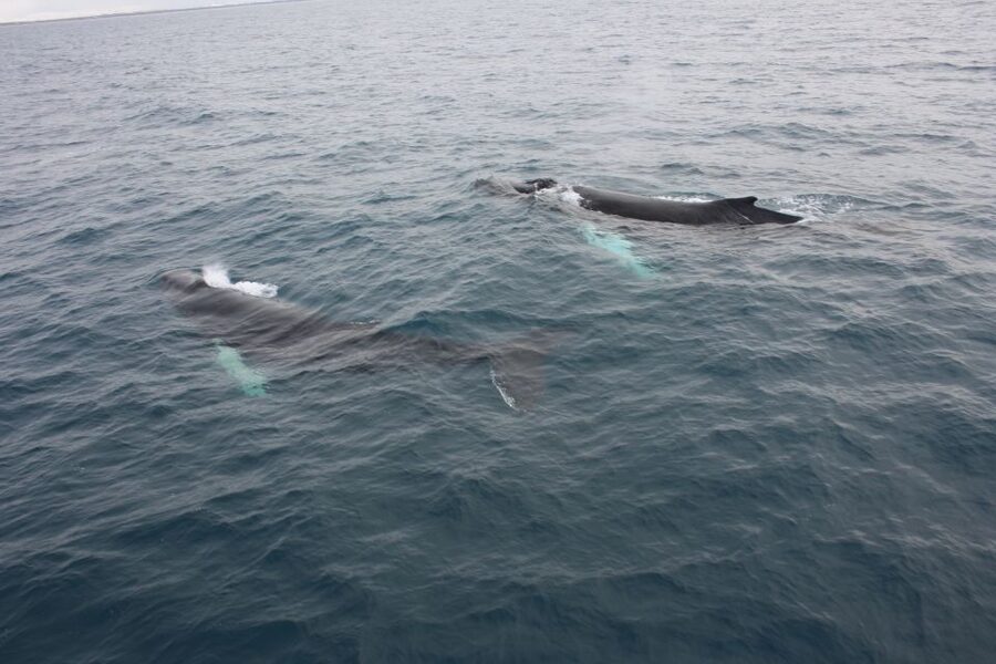 Reykjavik: Whale Watching Excursion & Whale Exhibition - Who Will Get the Most From This Trip