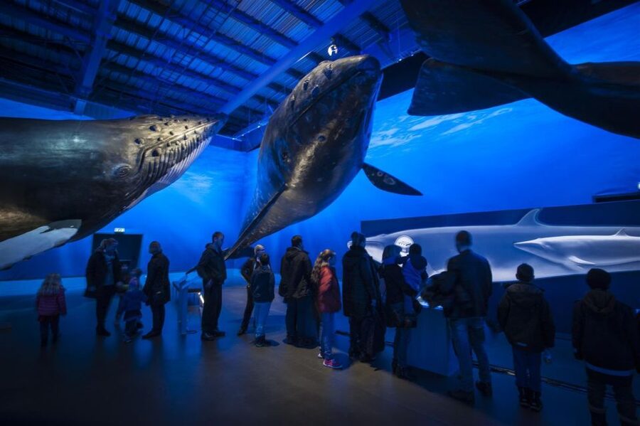 Reykjavik: Whale Watching Excursion & Whale Exhibition - Shared Boats and the Environmental Choice