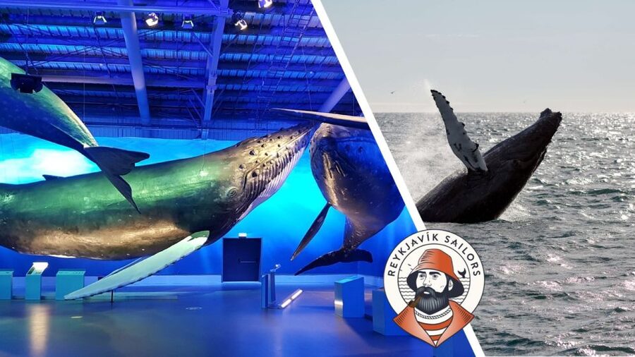 Reykjavik: Whale Watching Excursion & Whale Exhibition - Cold Air, Choppy Water, and Smart Clothing