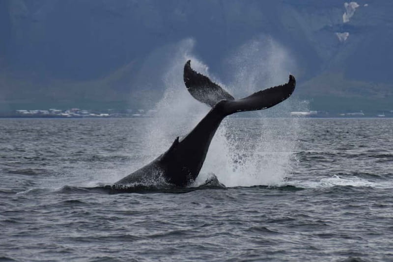 Reykjavik: Whale Watching Express - Key points to know before you book