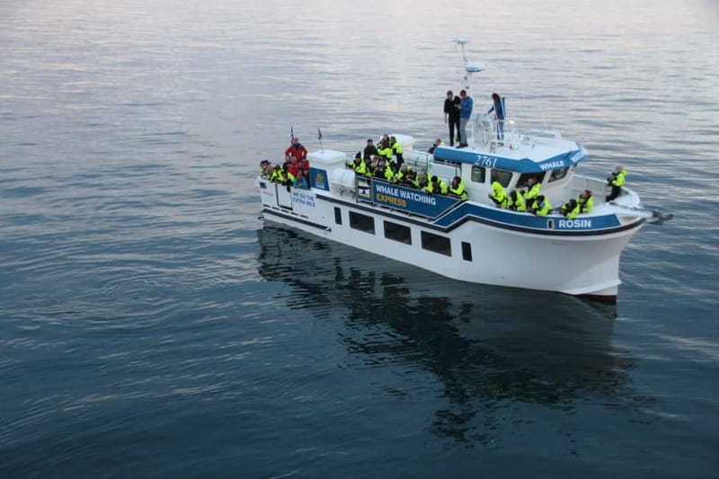 Reykjavik: Whale Watching Express - A quick boat ride from Reykjavik’s Old Harbor