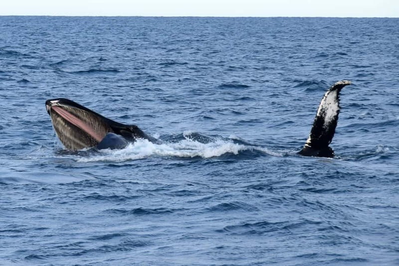 Reykjavik: Whale Watching Express - Why the express boat saves useful time