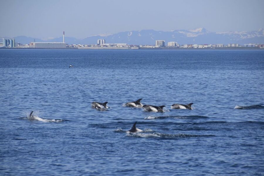 Reykjavik: Whale Watching Express - Searching for minke whales, dolphins, and puffins